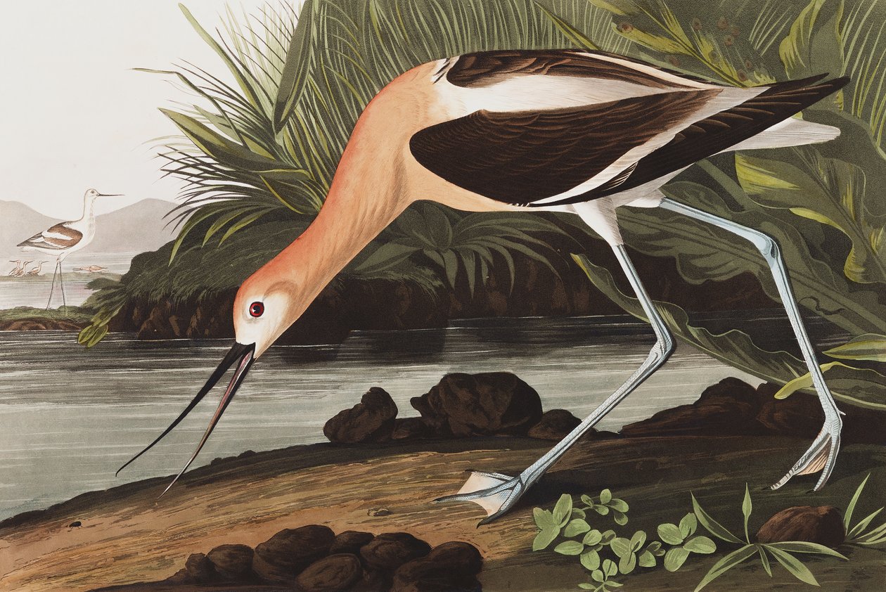 American Avocet ، Recurvirostra Americana ، من "طيور أمريكا" بقلم جون ج. أودوبون ، حانة. 1827-38 بواسطة جون جيمس أودوبون