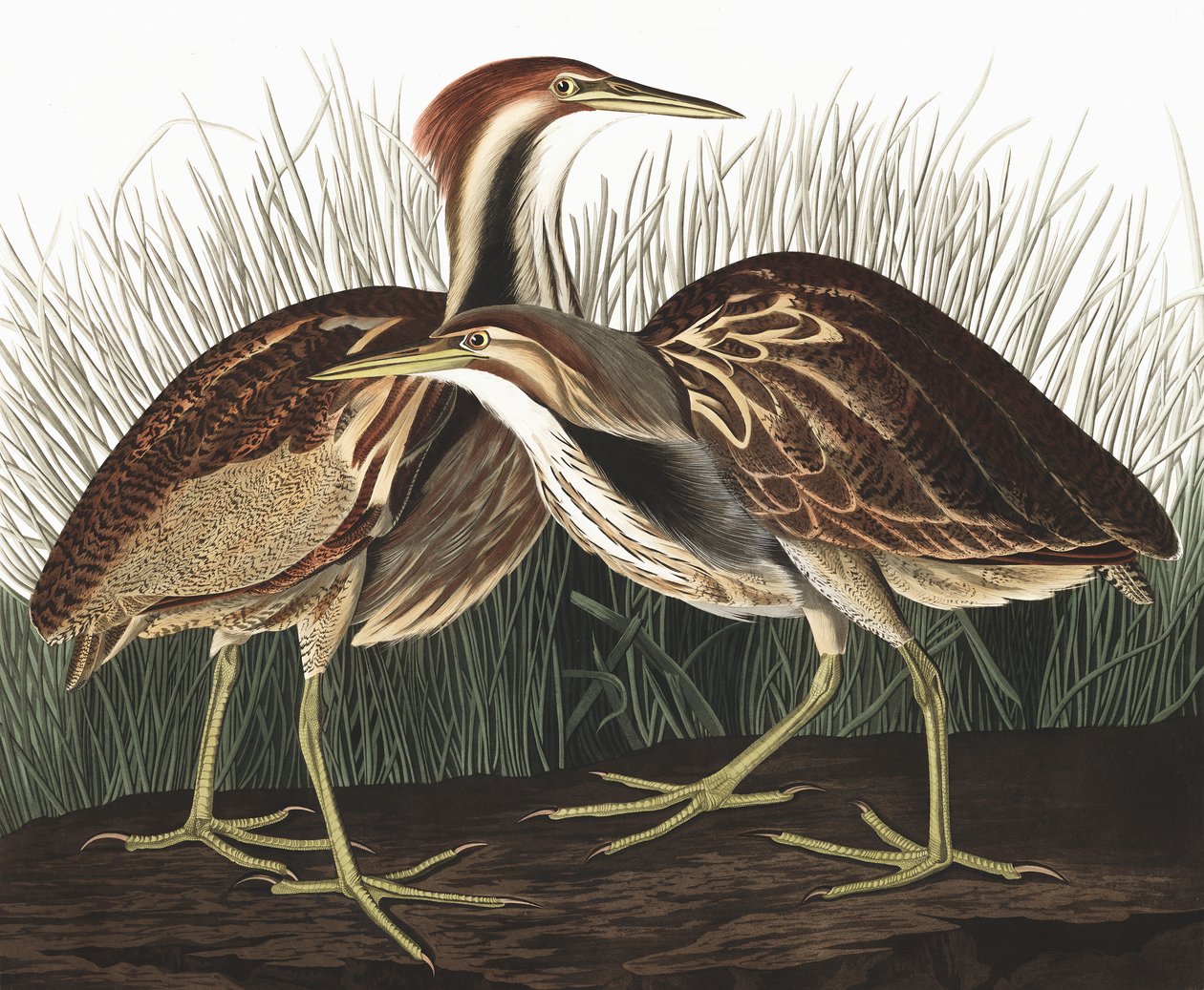 American Bittern ، Botaurus Lentiginosus ، من "طيور أمريكا" بقلم جون ج. أودوبون ، حانة. 1827-38 بواسطة جون جيمس أودوبون