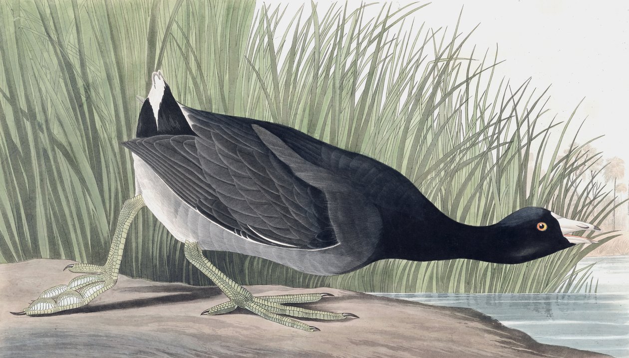 American Coot ، فوليكا أمريكانا ، من "طيور أمريكا" بقلم جون ج. أودوبون ، حانة. 1827-38 بواسطة جون جيمس أودوبون