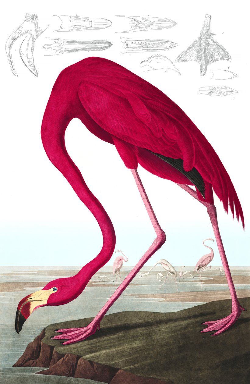 طائر الفلامينغو الأمريكي ، Phoenicopterus Ruber ، من "طيور أمريكا" بقلم جون جيه أودوبون ، حانة. 1827-38 (نقش ملون يدويًا) بواسطة جون جيمس أودوبون