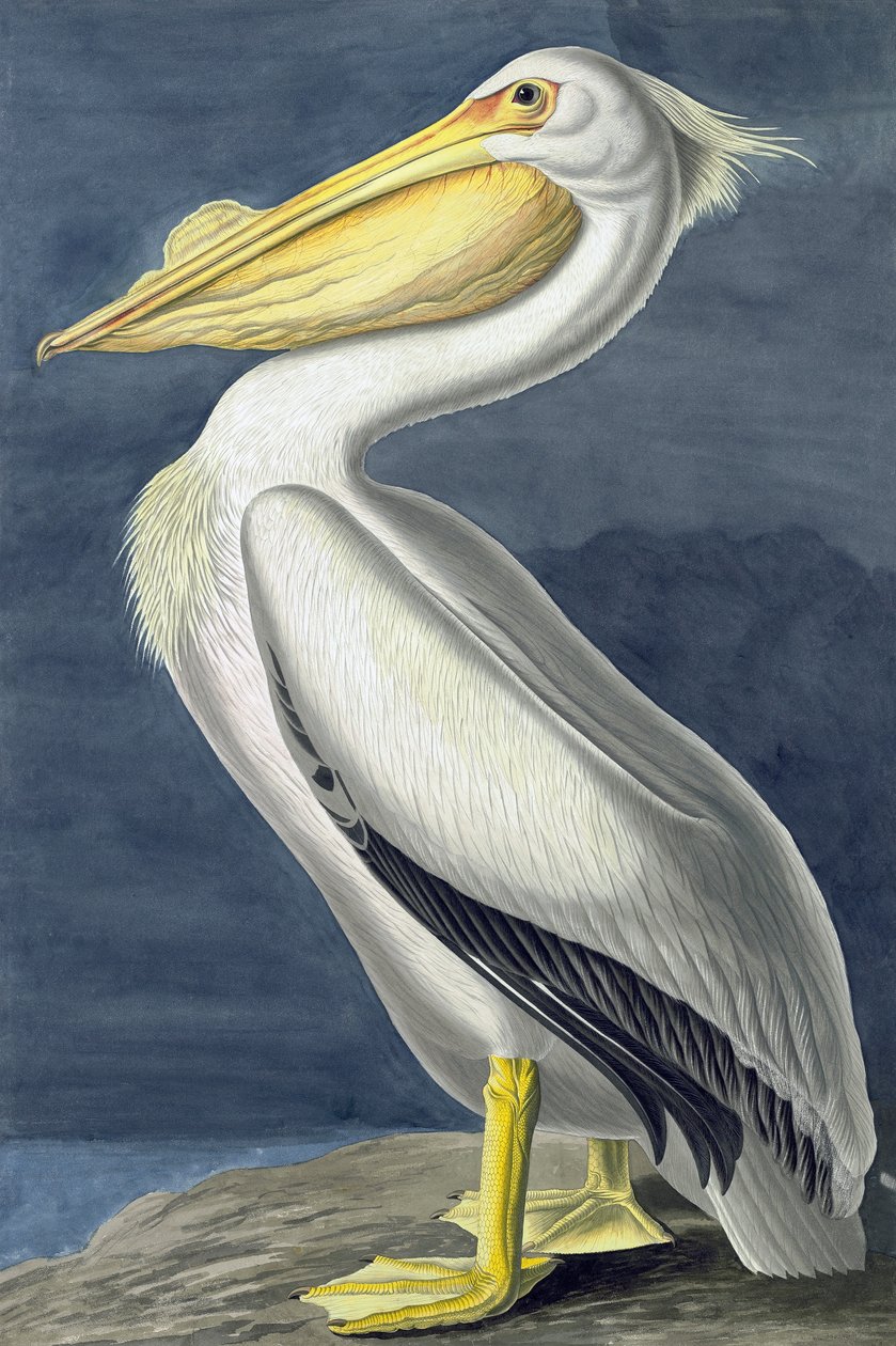 البجع الأمريكي الأبيض ، Pelecanus Erythrorhynchos ، من "طيور أمريكا" بقلم جون ج. أودوبون ، حانة. 1827-38 بواسطة جون جيمس أودوبون