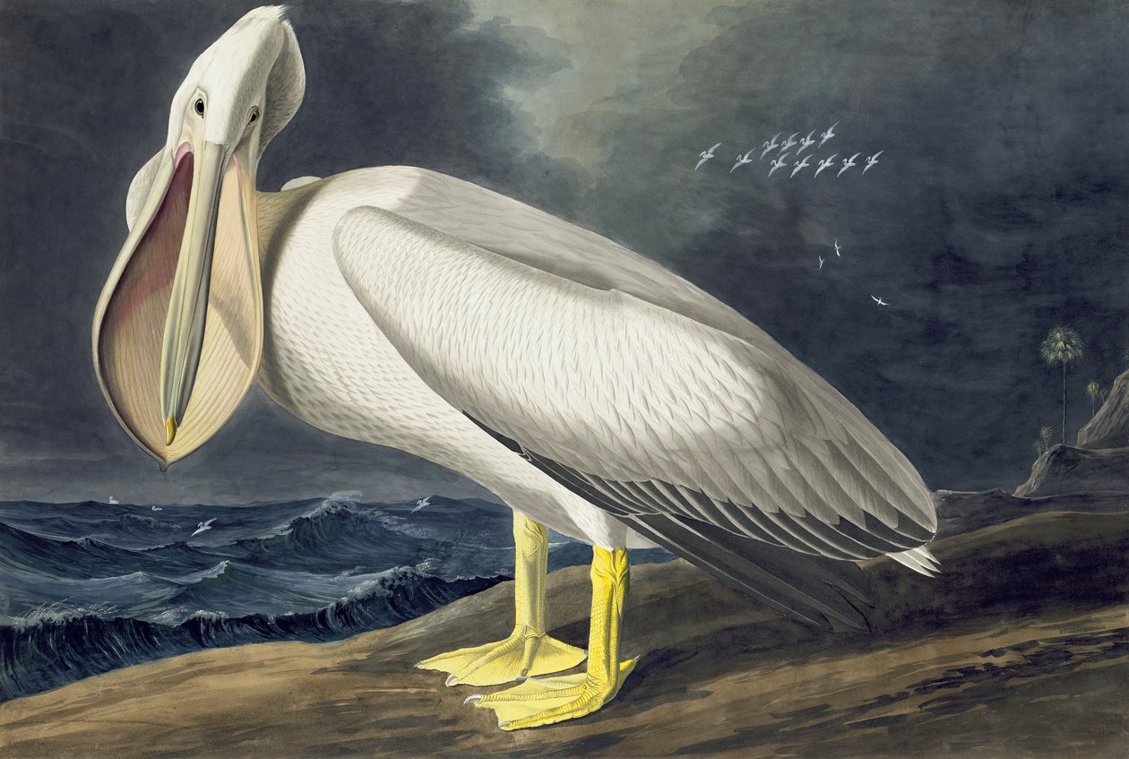 البجع الأمريكي الأبيض ، Pelecanus Erythrorhynchos ، من "طيور أمريكا" بقلم جون ج. أودوبون ، حانة. 1827-38 بواسطة جون جيمس أودوبون