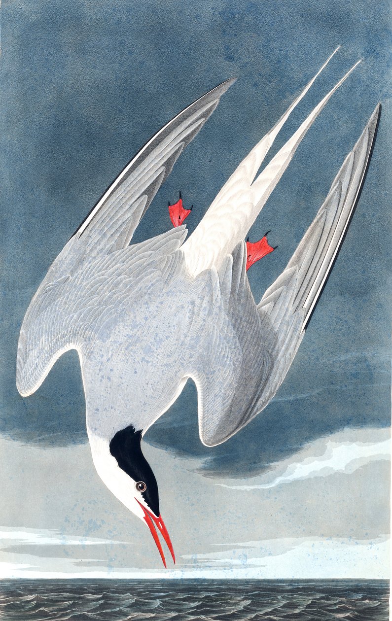 القطب الشمالي Tern ، Sterna Paradisaea ، من "طيور أمريكا" بقلم جون ج. أودوبون ، حانة. 1827-38 بواسطة جون جيمس أودوبون