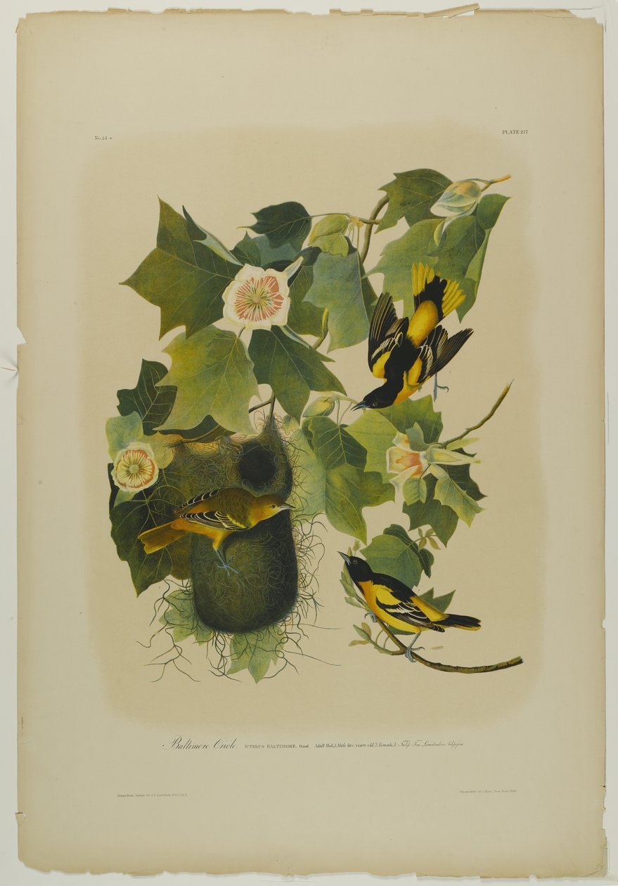 بالتيمور أوريول ، طبعها جوليان بيان ونشرها Roe Lockwood & Son ، 1861 (chromolithograph) بواسطة جون جيمس أودوبون
