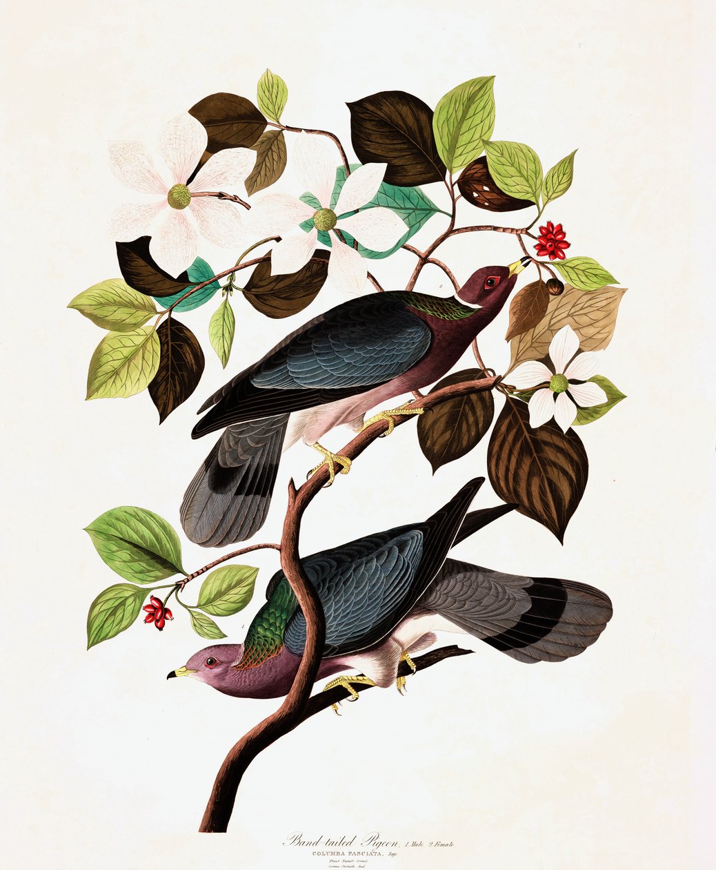 فرقة Tailed Pigeon ، Columba Fasciata ، من "الطيور الأمريكية" لجون أودوبون ، حانة. 1827-38 بواسطة جون جيمس أودوبون