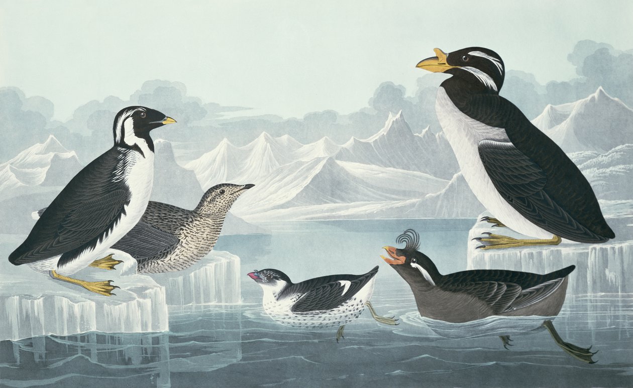 Guillemot ذو الحنجرة السوداء ، Nobbed-Billed Auk ، Curled-Crested Auk ، Horn-Billed Guillemot ، مستمدة من الطبيعة بواسطة جون جيمس أودوبون