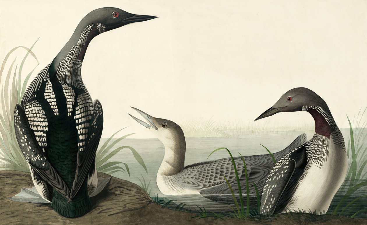 الغطاس الحنجرة السوداء ، Colymbus Arcticus ، من "طيور أمريكا" بقلم جون ج. أودوبون ، حانة. 1827-38 بواسطة جون جيمس أودوبون