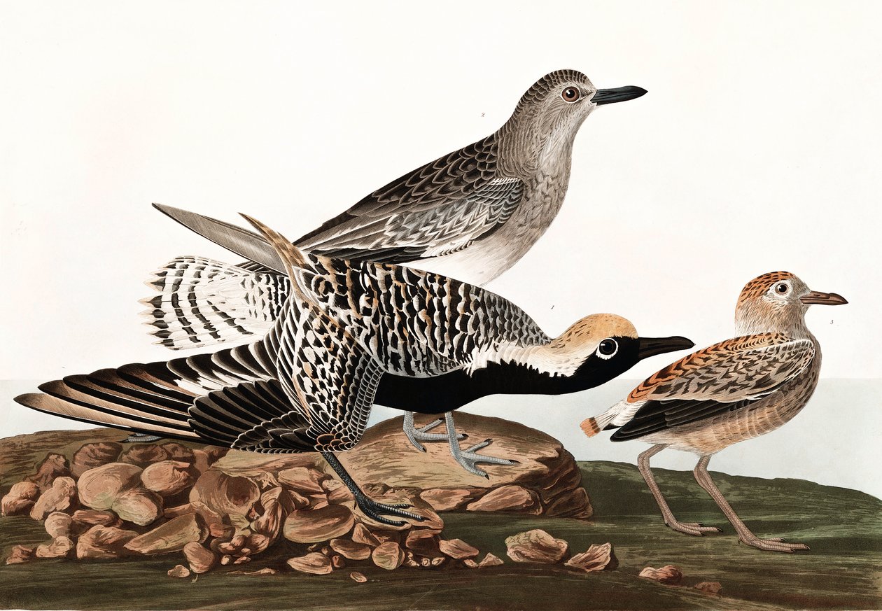 بلاك بيلد بلوفر ، Charadrius Helveticus ، من "طيور أمريكا" بقلم جون ج. أودوبون ، حانة. 1827-38 بواسطة جون جيمس أودوبون