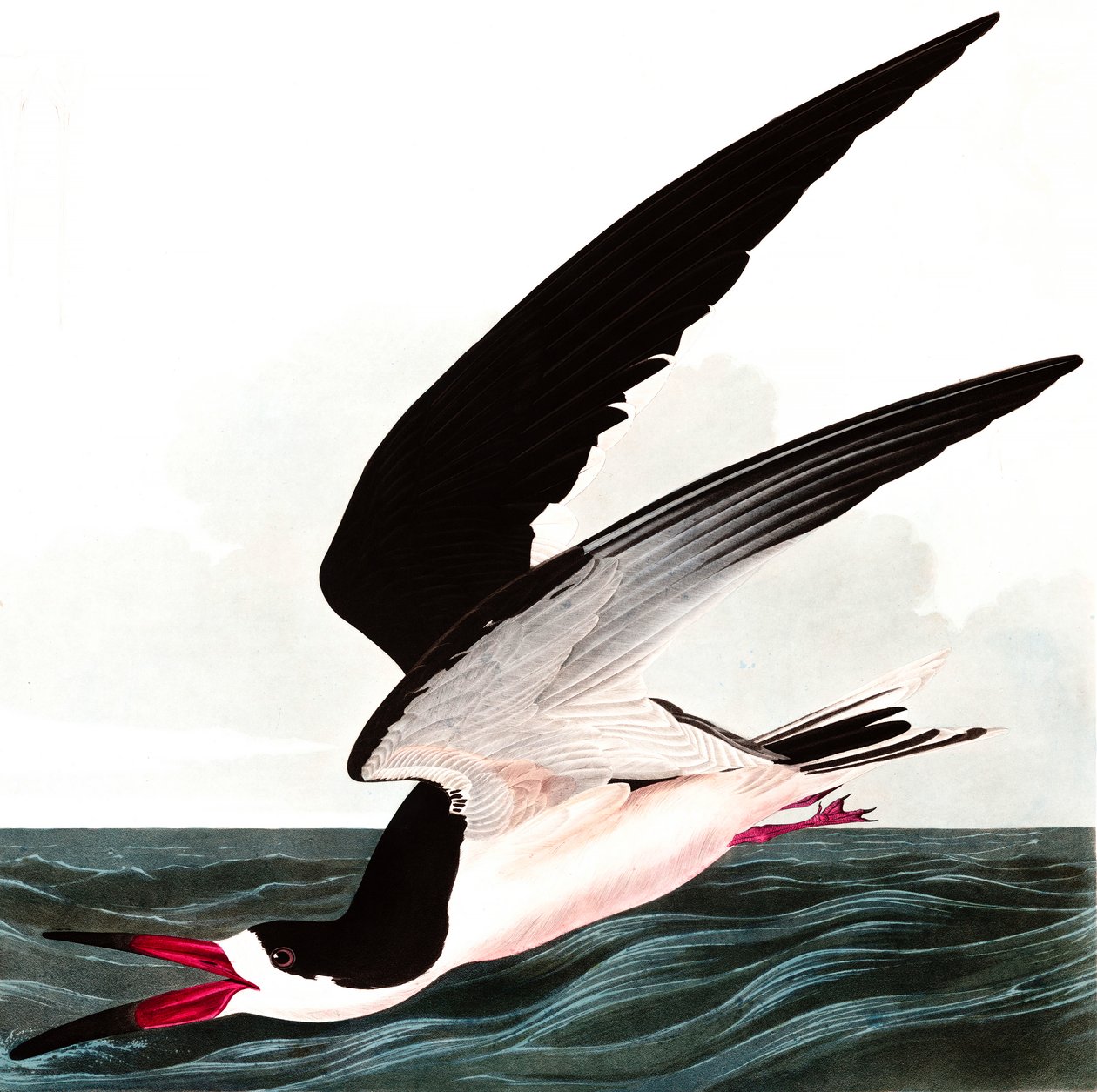 Black Skimmer أو Shearwater ، Rhincops Nigra ، من "The Birds of America" بقلم John J. Audubon ، حانة. 1827-38 بواسطة جون جيمس أودوبون