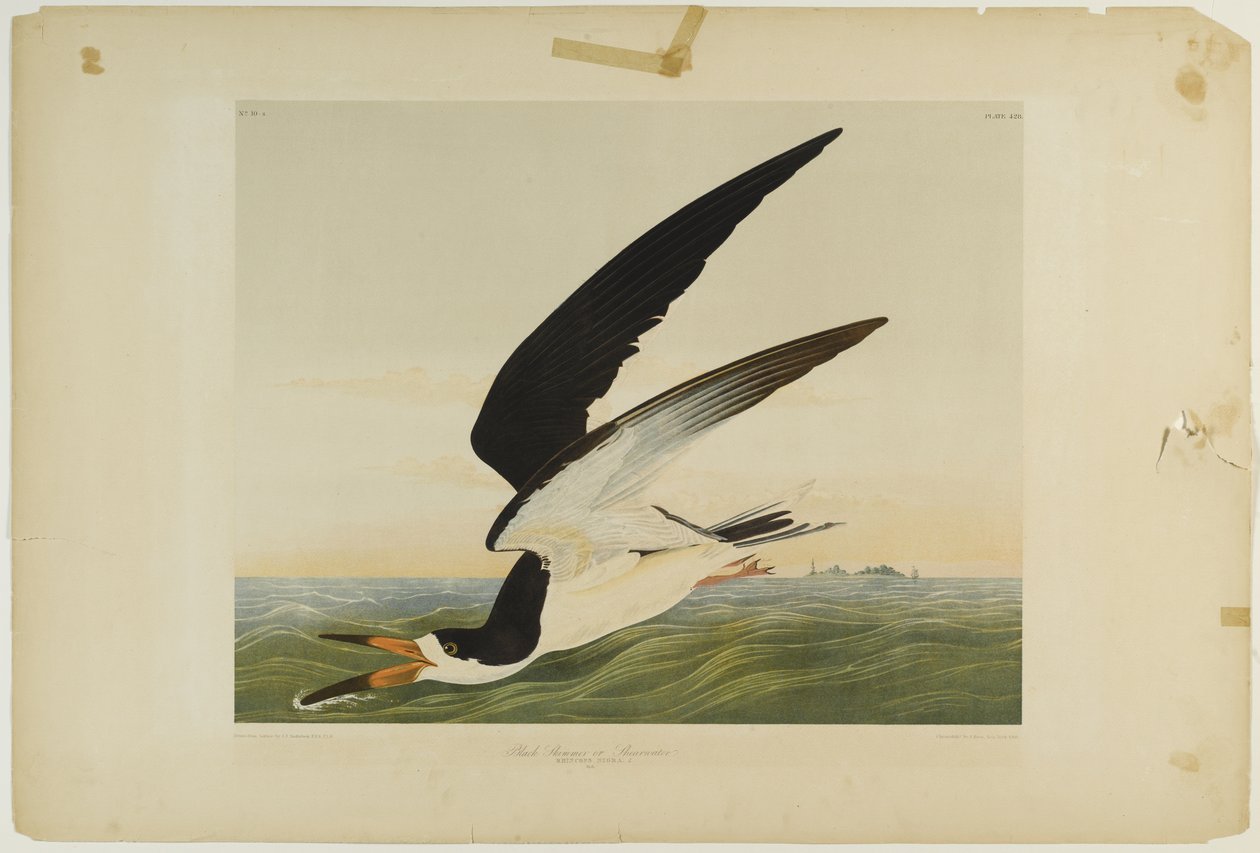Black Skimmer أو Shearwater ، طبعها Julien Bien ونشرتها Roe Lockwood & Son ، 1861 (chromolithograph) بواسطة جون جيمس أودوبون
