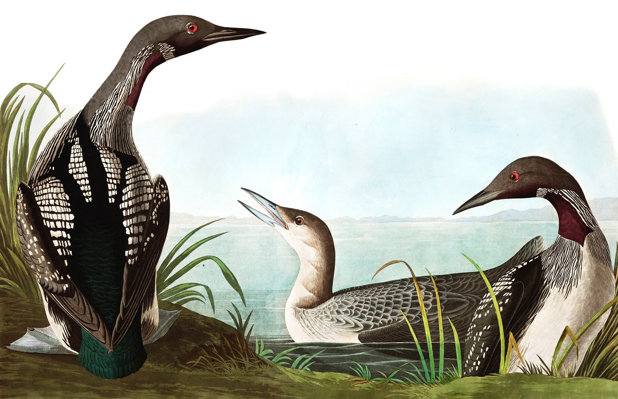 الغواص الأسود المحنط ، Colymbus Arcticus ، من "طيور أمريكا" بقلم جون ج. أودوبون ، حانة. 1827-38 بواسطة جون جيمس أودوبون