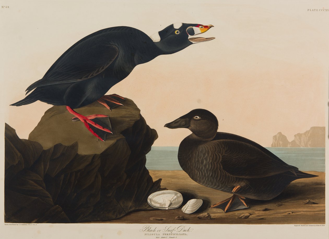 بلاك أو سيرف داك ، 1836 (مرحاض على ورق) بواسطة جون جيمس أودوبون