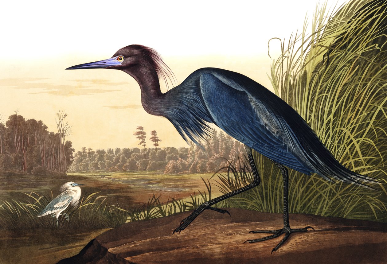 Blue Crane أو Heron ، Ardea Coerulea ، من "The Birds of America" بقلم John J. Audubon ، حانة. 1827-38 بواسطة جون جيمس أودوبون