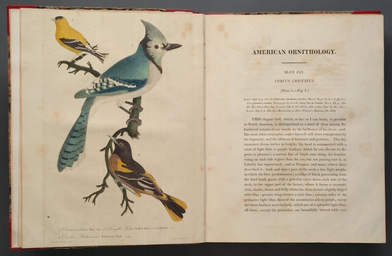 Blue Jay ، صفحة من Elephant Folio (1827-1838) بواسطة جون جيمس أودوبون