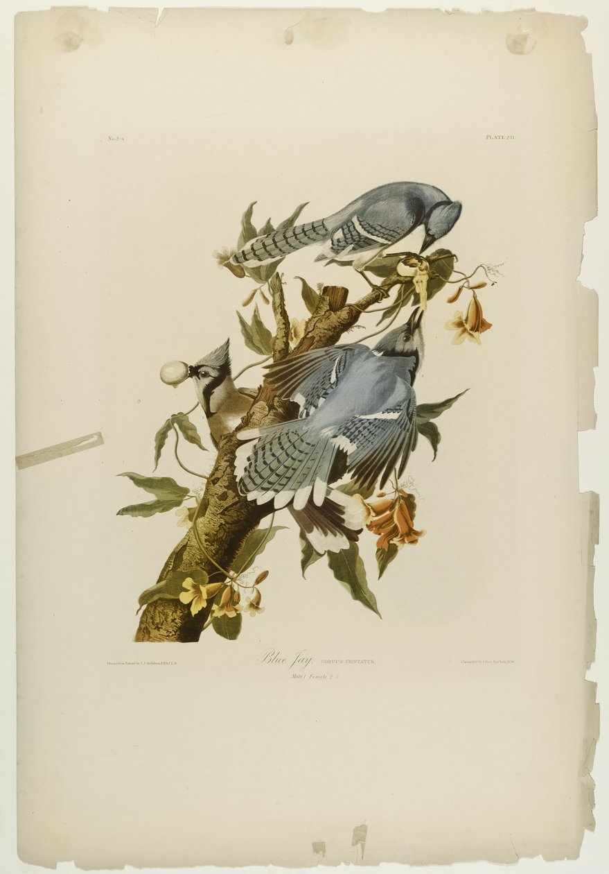 Blue Jay ، طبعه جوليان بيان ونشرته Roe Lockwood & Son ، 1861 (الطباعة الحجرية الملونة) بواسطة جون جيمس أودوبون
