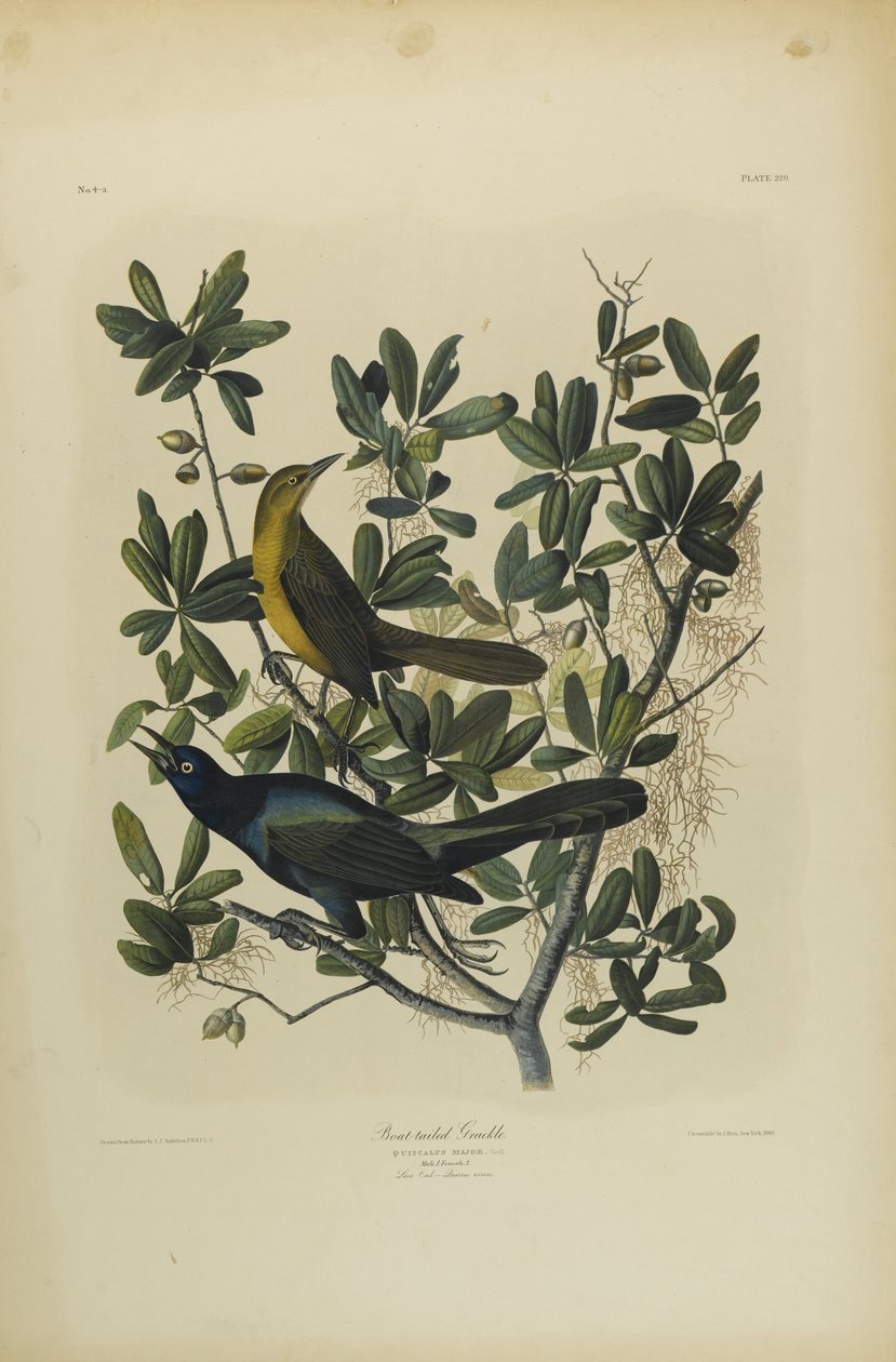 Grackle ذو ذيل قارب ، طبعه Julien Bien ونشره Roe Lockwood & Son ، 1861 (chromolithograph) بواسطة جون جيمس أودوبون