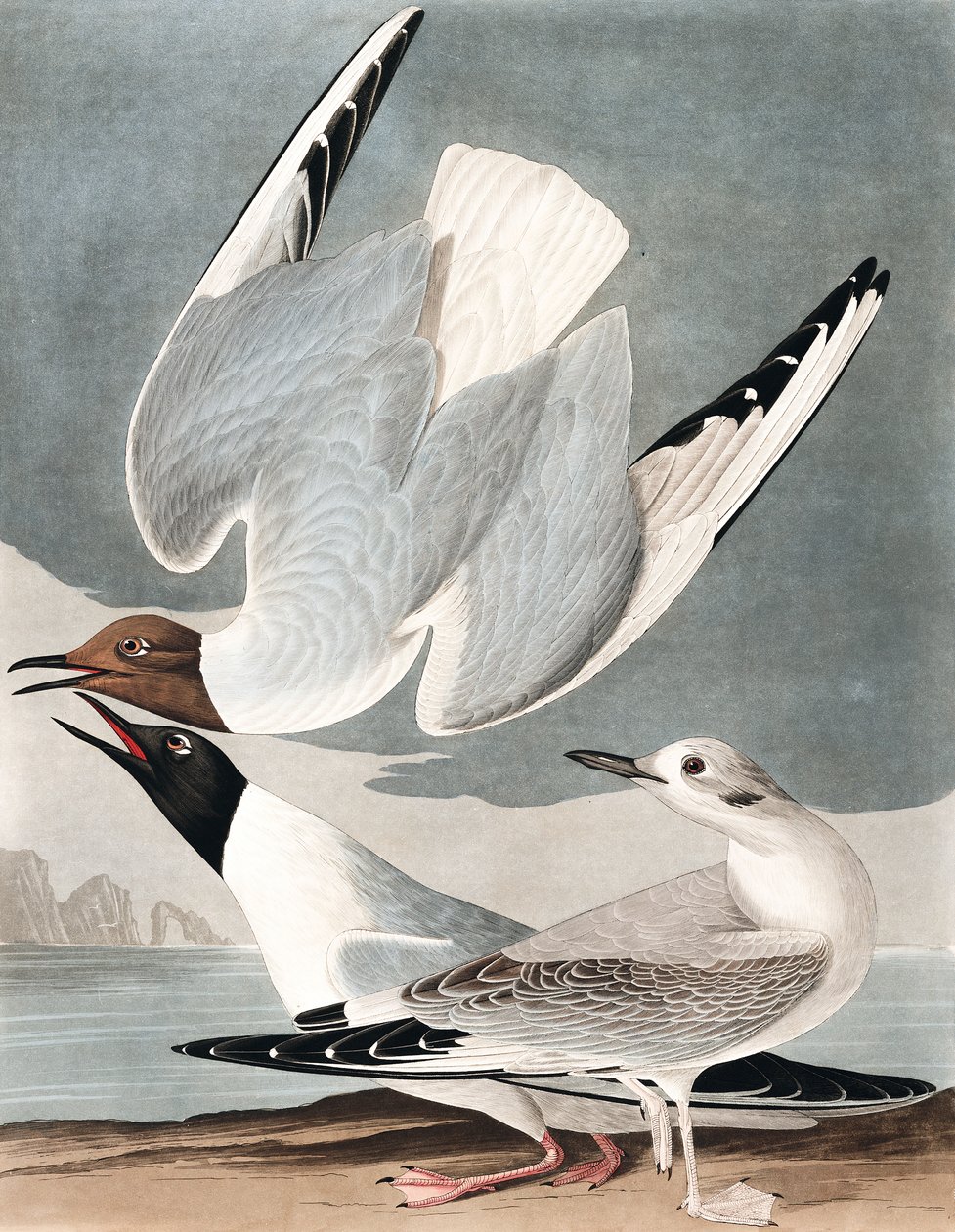 Bonapartian Gull ، Larus Bonapartii ، من "طيور أمريكا" بقلم جون ج. أودوبون ، حانة. 1827-38 بواسطة جون جيمس أودوبون
