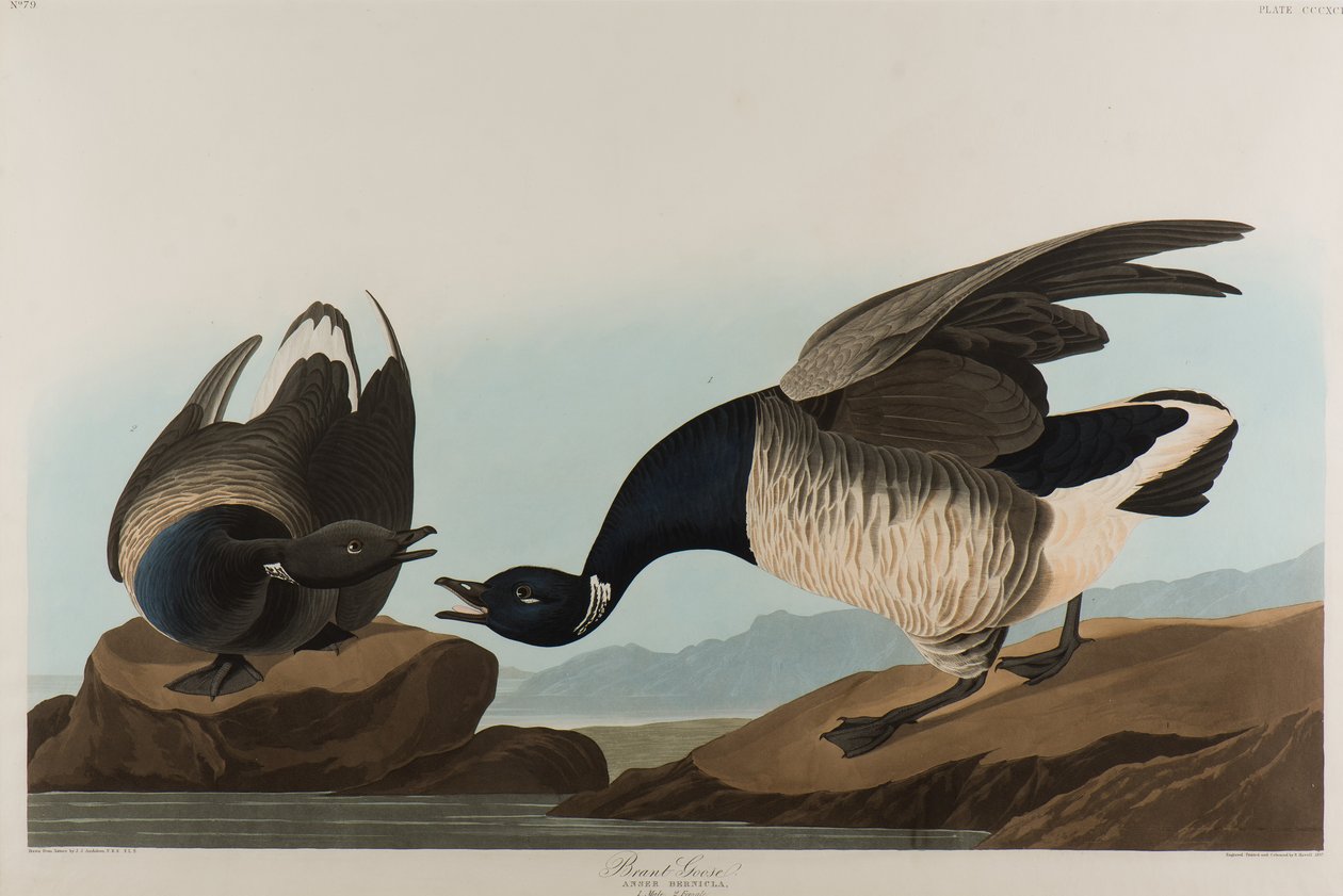 برانت جوس ، 1837 (مرحاض على ورق) بواسطة جون جيمس أودوبون