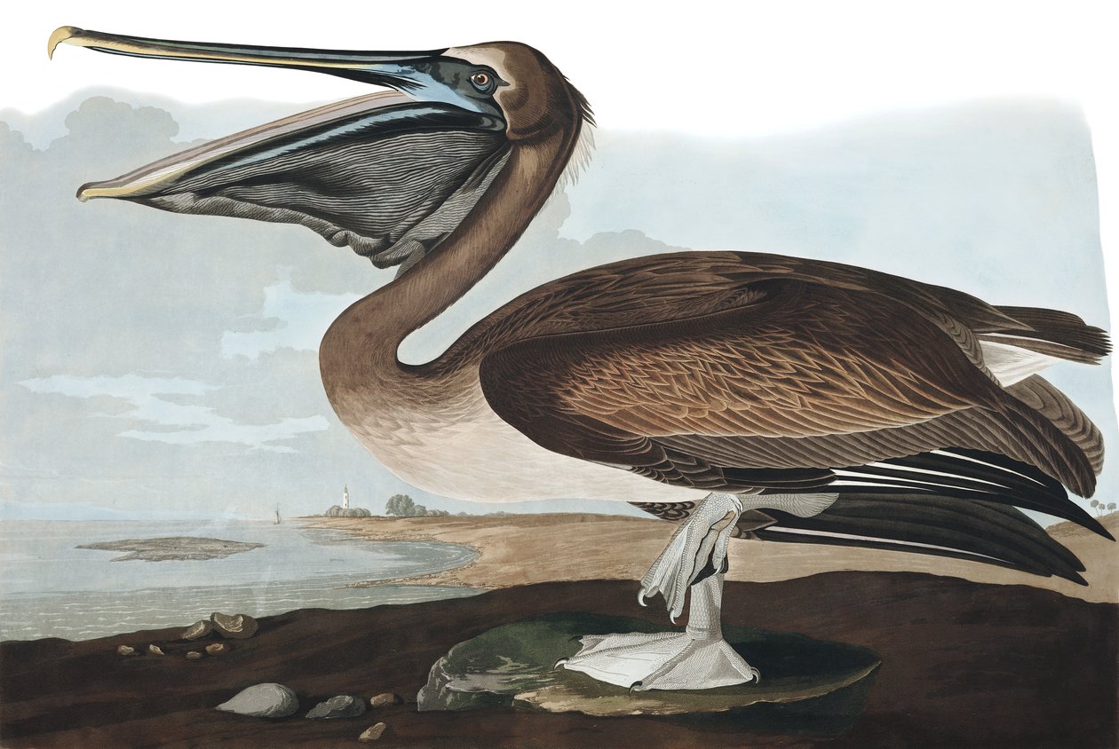 البجع البني ، Pelecanus Fuscus ، من "طيور أمريكا" بقلم جون ج. أودوبون ، حانة. 1827-38 بواسطة جون جيمس أودوبون