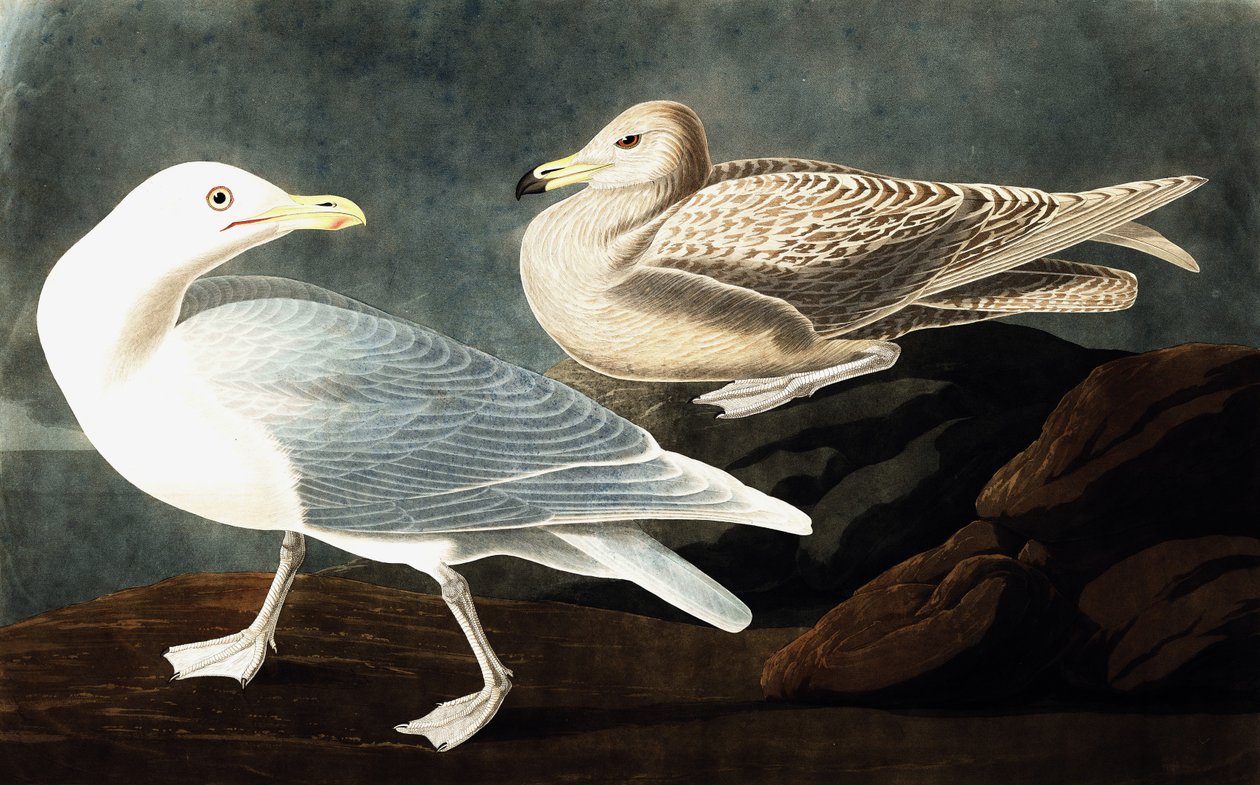 Burgomaster Gull ، Larus Glaucus ، من "طيور أمريكا" بقلم جون ج. أودوبون ، حانة. 1827-38 بواسطة جون جيمس أودوبون