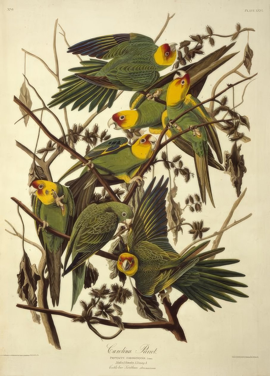 كارولينا باروت. Psittacus Carolinensis بواسطة جون جيمس أودوبون