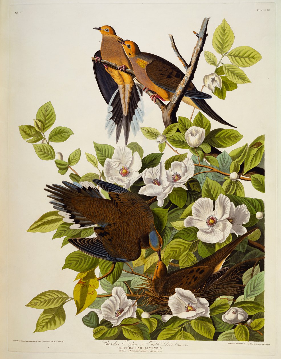 Carolina Turtledove. دوف الحداد ، بواسطة جون جيمس أودوبون