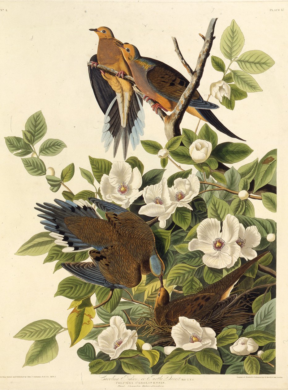 حمامة كارولينا أو Carolina turtledove. من طيور أمريكا ، 1827-1838. بواسطة جون جيمس أودوبون