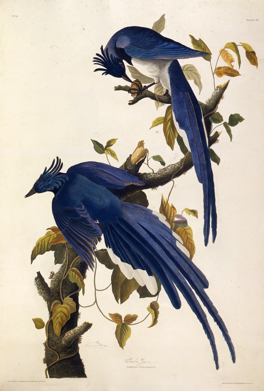 كولومبيا جاي جارولوس الترامارينوس. من طيور أمريكا ، 1827-1838. بواسطة جون جيمس أودوبون