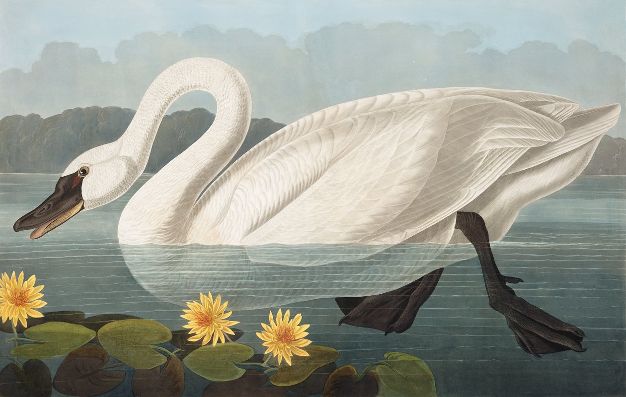 البجعة الأمريكية المشتركة ، Cygnus Americanus ، من "طيور أمريكا" بقلم جون ج. أودوبون ، حانة. 1827-38 بواسطة جون جيمس أودوبون
