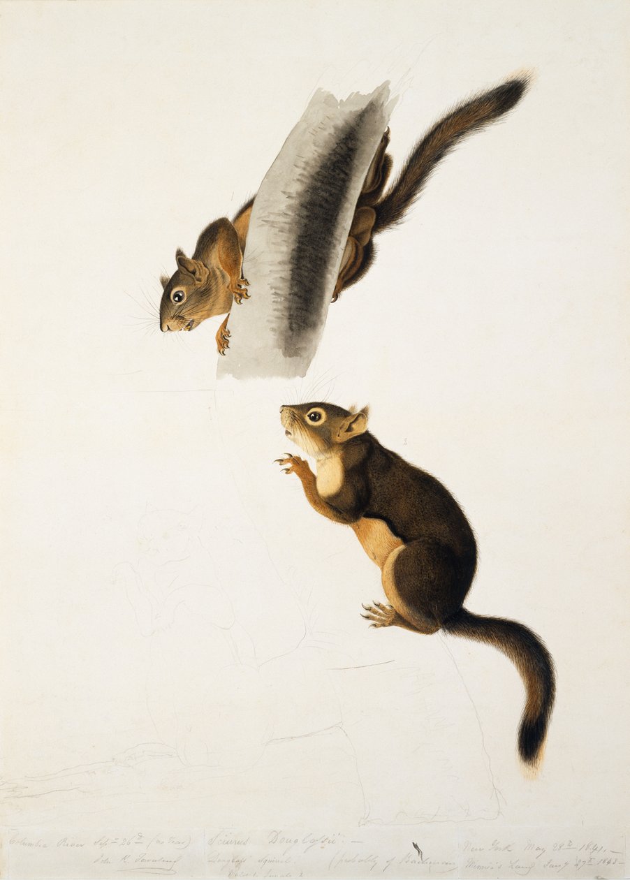 دوغلاس سنجاب ، عن الورقة The Viviparous Quadrupeds of North America ، نُشر في عام 1845 ، c.1841-43 (قلم رصاص ، حبر ومرحاض على الورق) (انظر 129904) بواسطة جون جيمس أودوبون