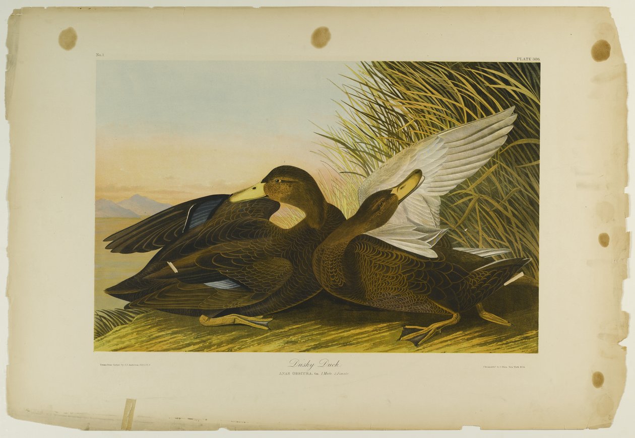 Dusky Duck ، طبعها Julien Bien ونشرتها Roe Lockwood & Son ، 1861 (chromolithograph) بواسطة جون جيمس أودوبون