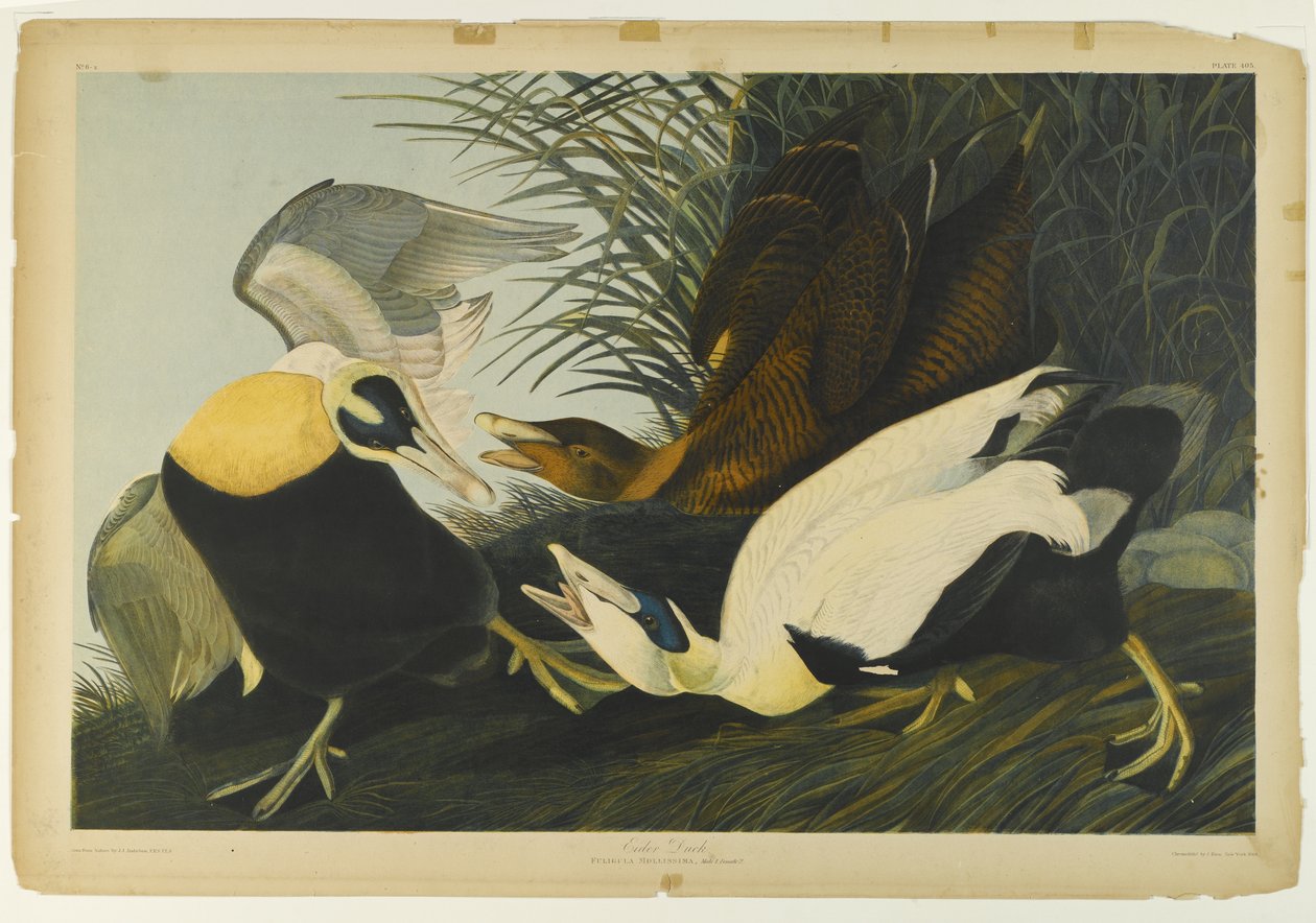 Eider Duck ، طبعه جوليان بيان ونشره Roe Lockwood & Son ، 1861 (كروموليتوغراف) بواسطة جون جيمس أودوبون