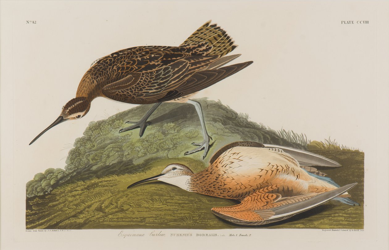Esquimax Curlew ، 1834 (مرحاض على ورق) بواسطة جون جيمس أودوبون