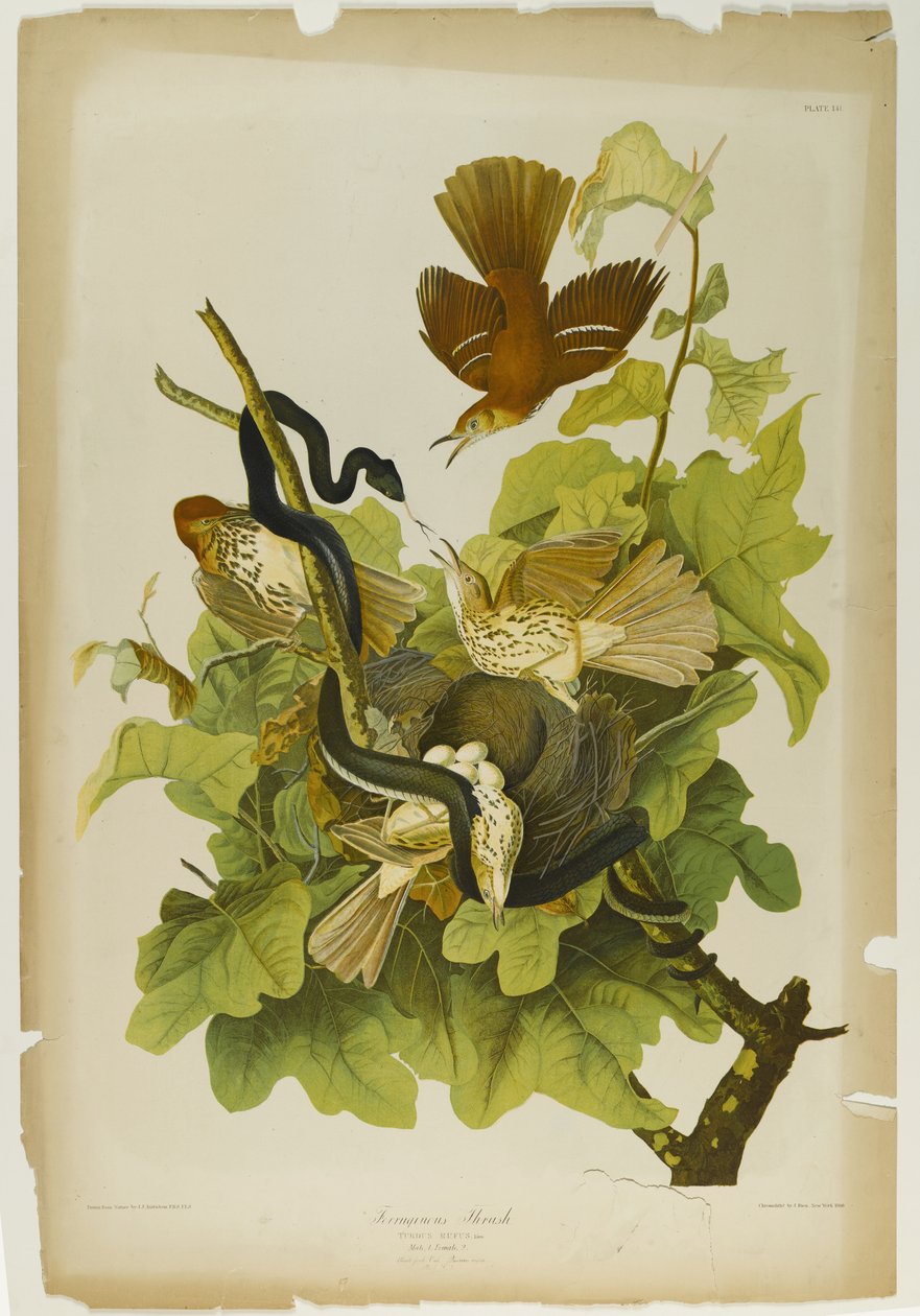 القلاع الحديدي ، طبعه جوليان بيان ونشره Roe Lockwood & Son ، 1861 (chromolithograph) بواسطة جون جيمس أودوبون