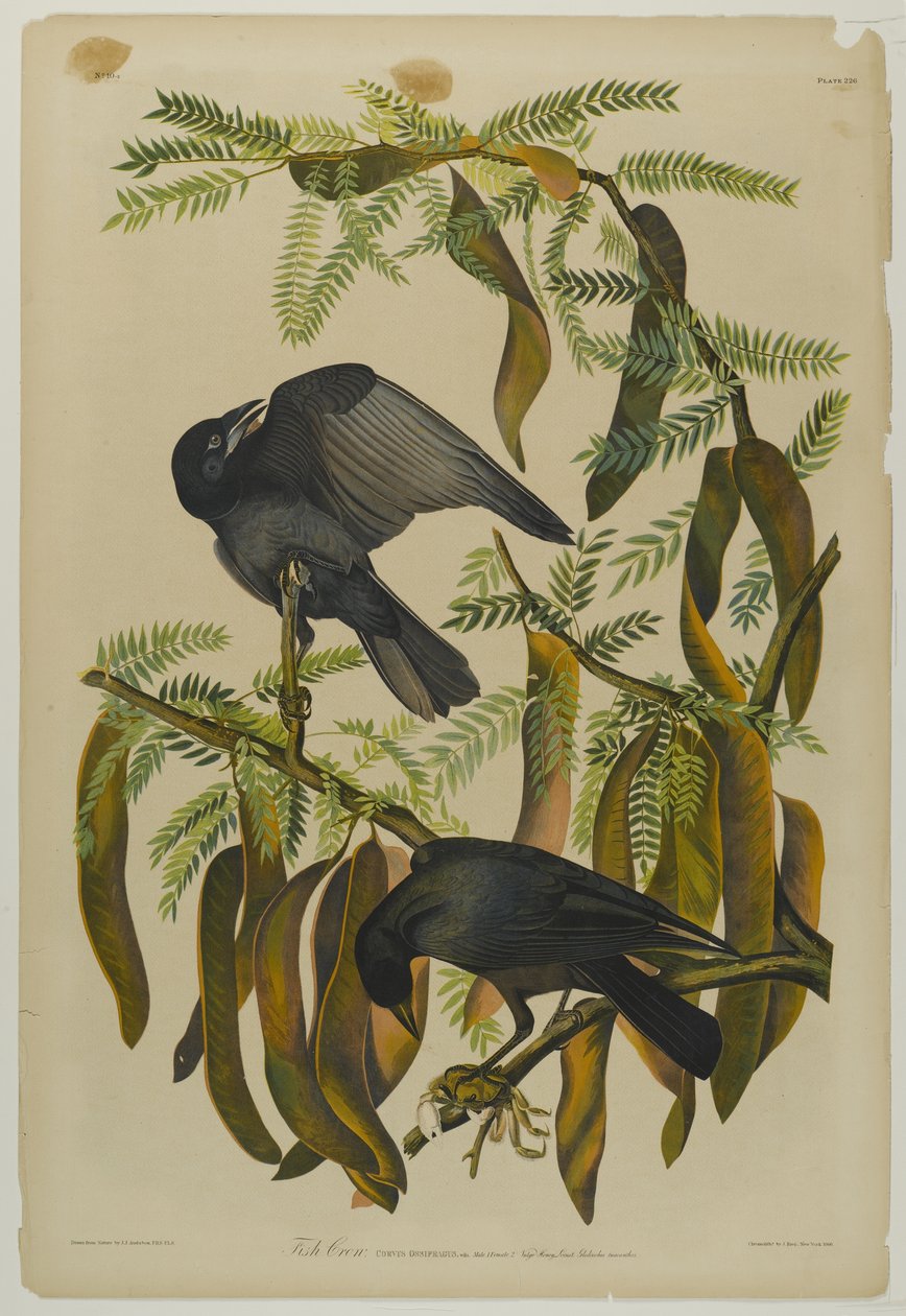 Fish Crow ، طبعها Julien Bien ونشرتها Roe Lockwood & Son ، 1861 (chromolithograph) بواسطة جون جيمس أودوبون