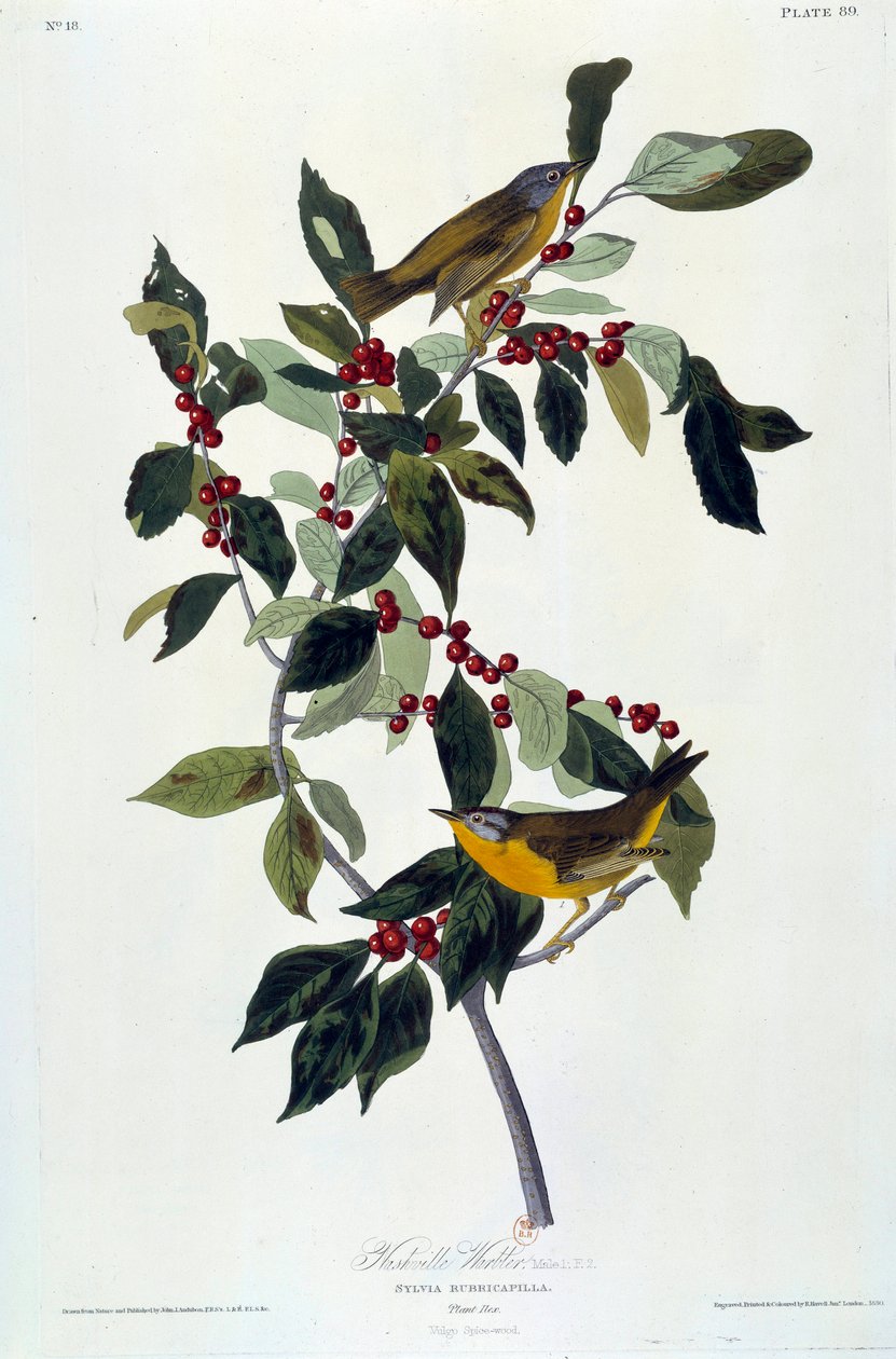 Flowers and Birds Silk Painting by John James Audubon (1780-1851) (ec.am.) 1826-1830. Paris, B.N. بواسطة جون جيمس أودوبون