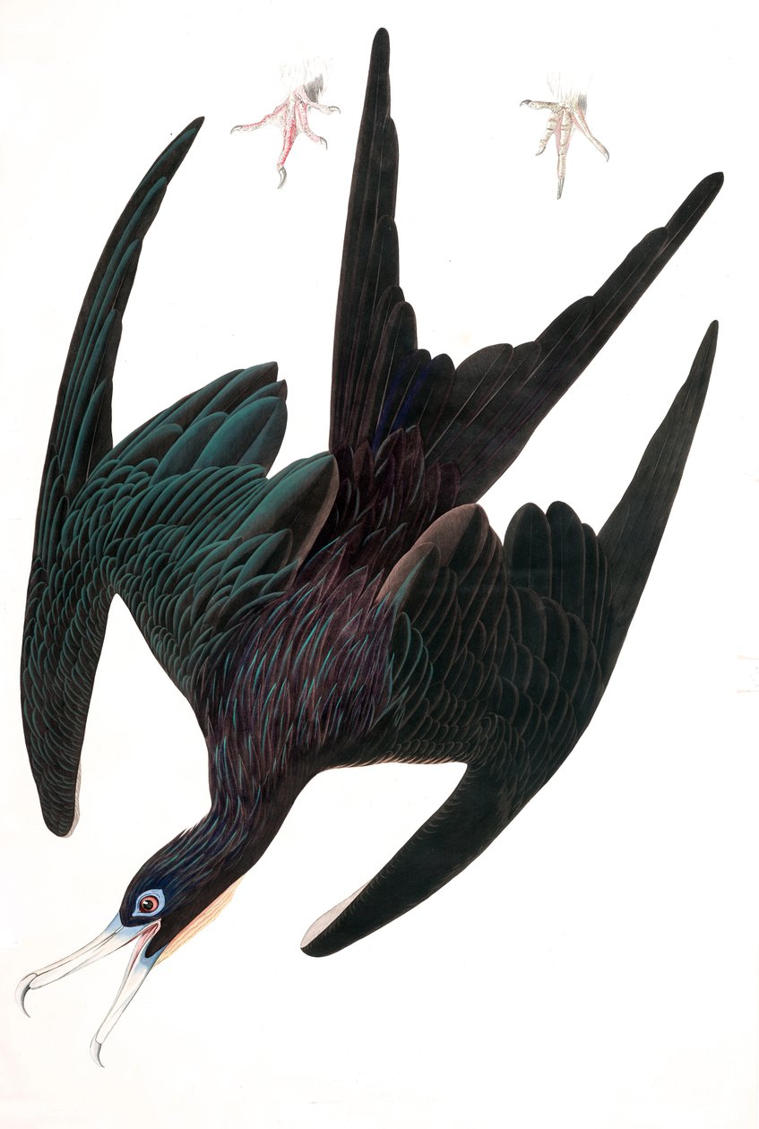 فرقاطة البجع ، Tachypetes Aquilis ، من "طيور أمريكا" بقلم جون جيه أودوبون ، حانة. 1827-38 (نقش ملون يدويًا) بواسطة جون جيمس أودوبون