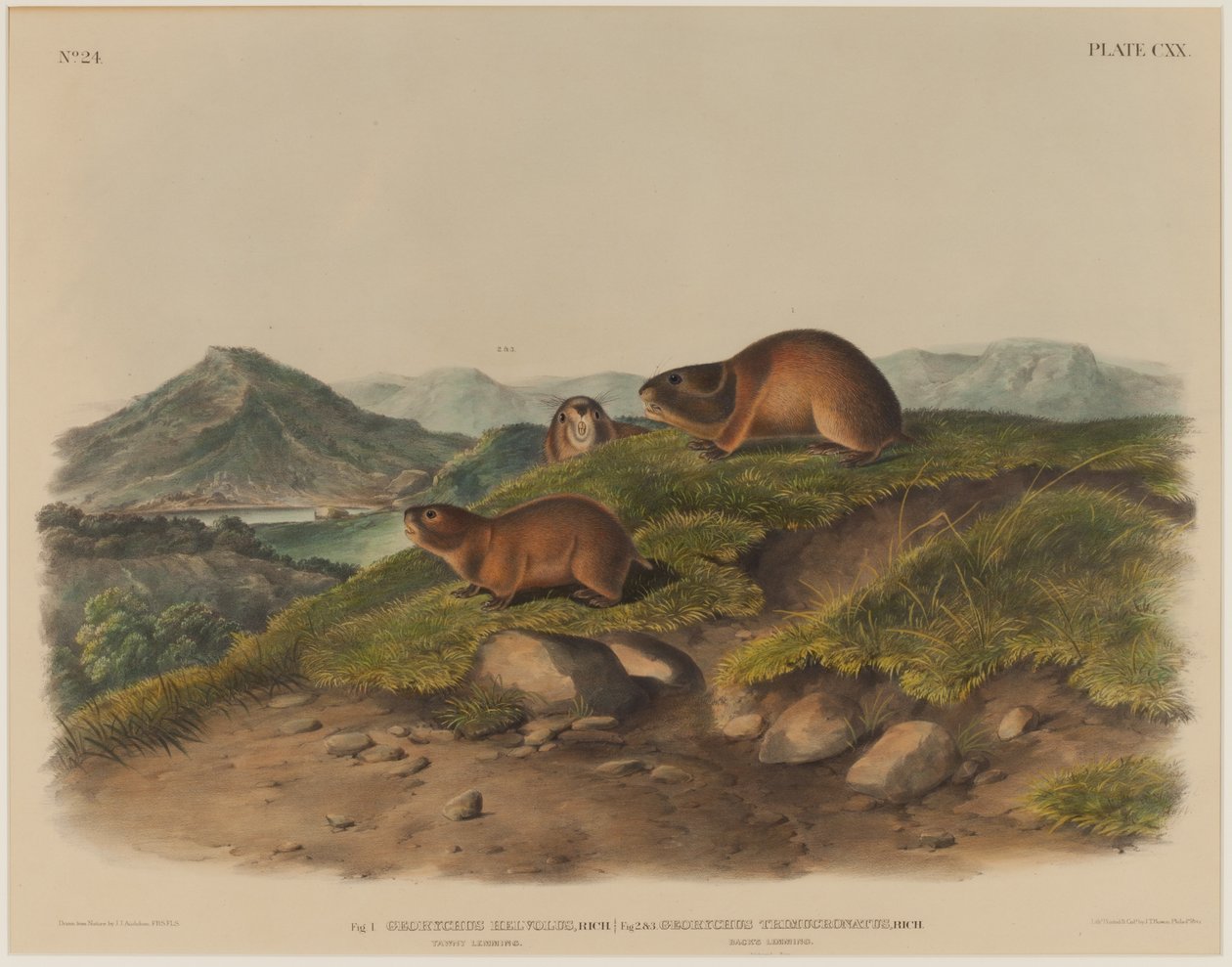 Georychus Helvolus & Georychus Trimucronatus بواسطة جون جيمس أودوبون