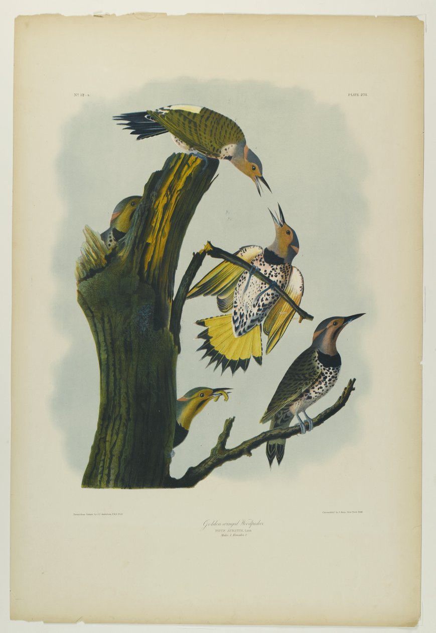 نقار الخشب ذي الأجنحة الذهبية ، طبعه جوليان بيان ونشرته Roe Lockwood & Son ، 1861 (chromolithograph) بواسطة جون جيمس أودوبون
