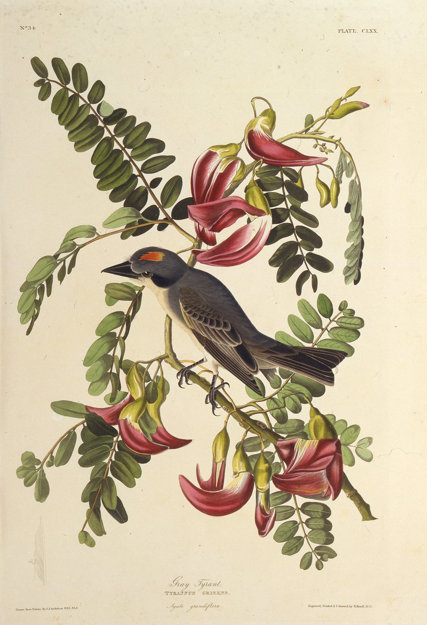 طاغية رمادي. من طيور أمريكا ، 1827-1838. بواسطة جون جيمس أودوبون