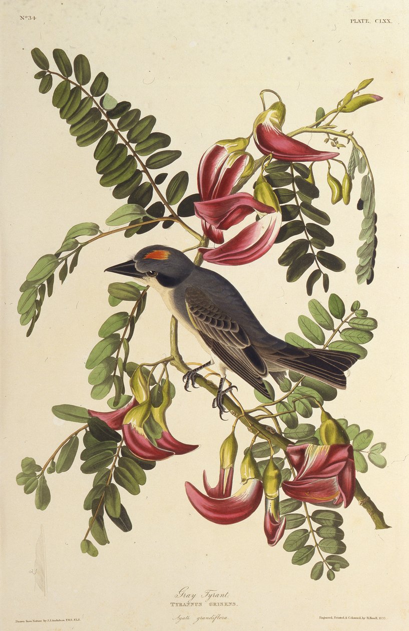 طاغية رمادي. من طيور أمريكا ، 1827-1838. بواسطة جون جيمس أودوبون