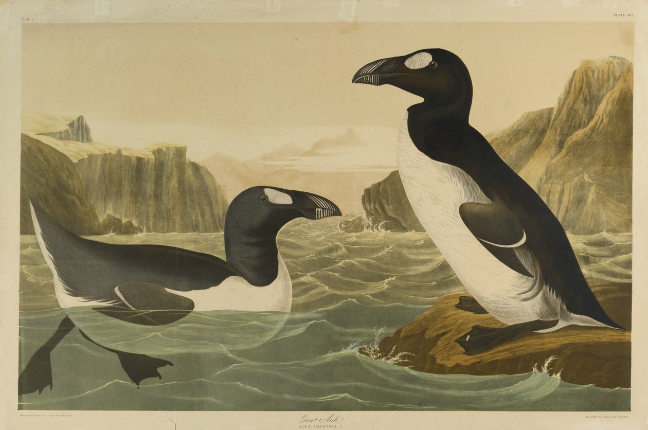 Great Auk ، طبعها Julien Bien ونشرتها Roe Lockwood & Son ، 1861 (chromolithograph) بواسطة جون جيمس أودوبون