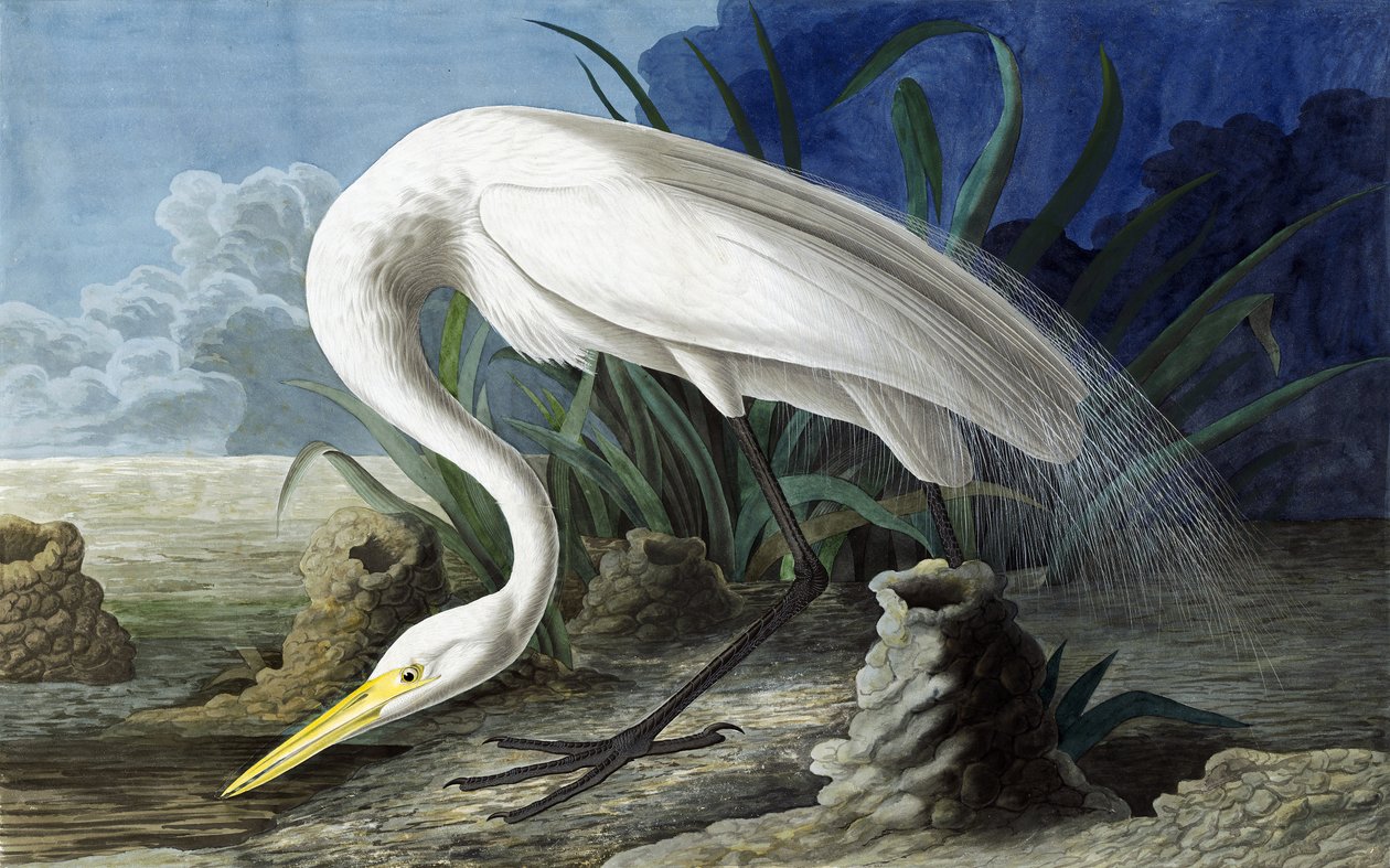 البلشون العظيم ، Casmerodius Albus ، من "طيور أمريكا" بقلم جون ج. أودوبون ، حانة. 1827-38 بواسطة جون جيمس أودوبون