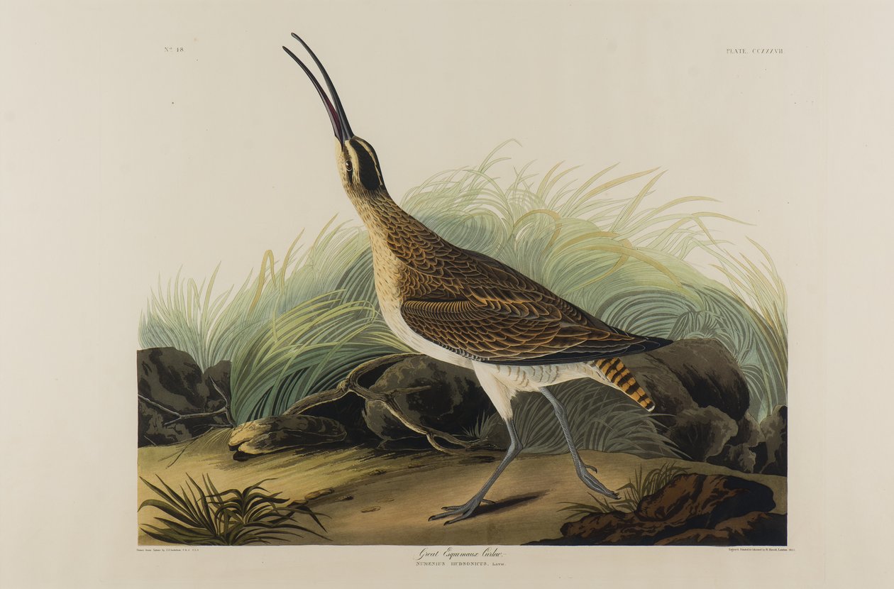 عظيم Esquimaux Curlew ، 1835 (مرحاض على ورق) بواسطة جون جيمس أودوبون