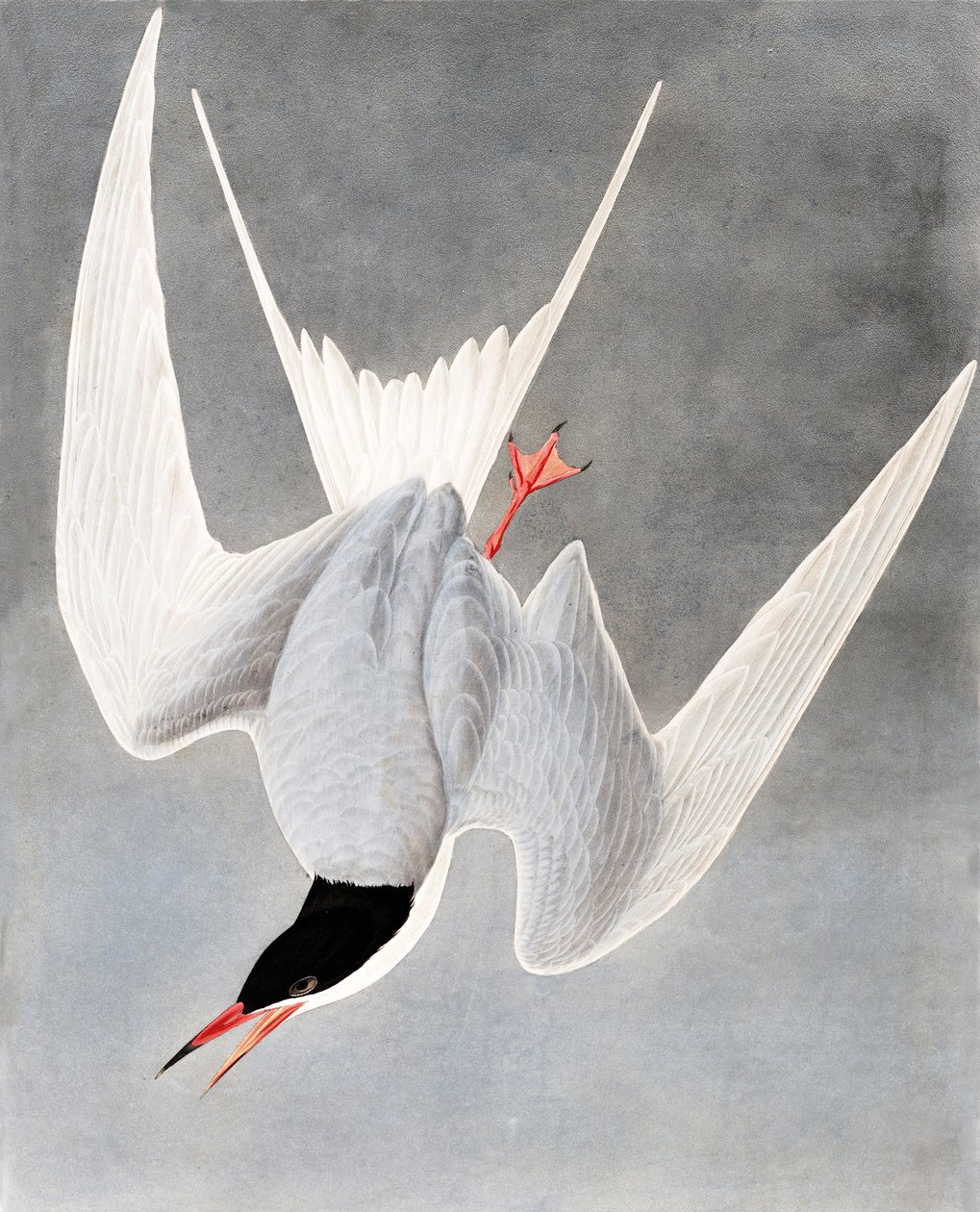 Great Tern ، Sterna Hirundo ، من "The Birds of America" بقلم John J. Audubon ، حانة. 1827-38 بواسطة جون جيمس أودوبون