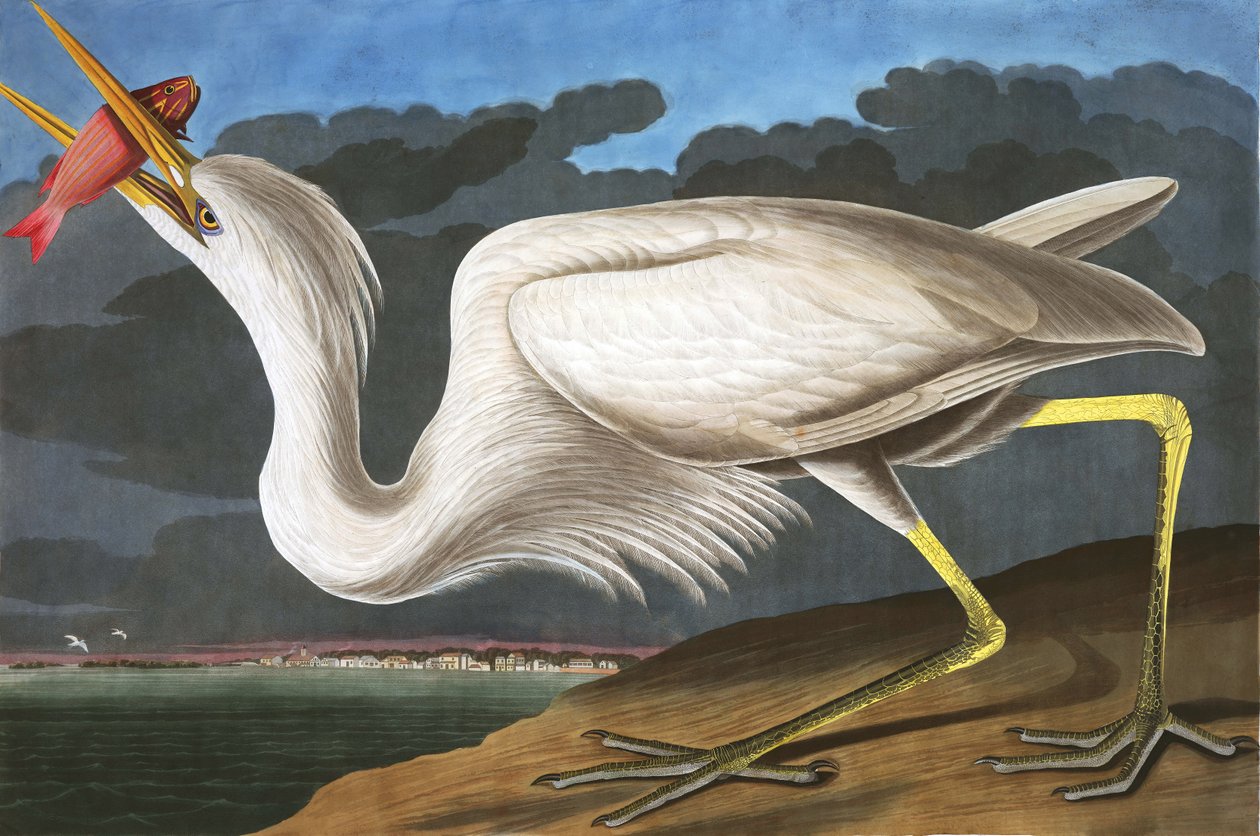 هيرون الأبيض العظيم ، Ardea Occidentalis ، من "طيور أمريكا" بقلم جون ج. أودوبون ، حانة. 1827-38 بواسطة جون جيمس أودوبون