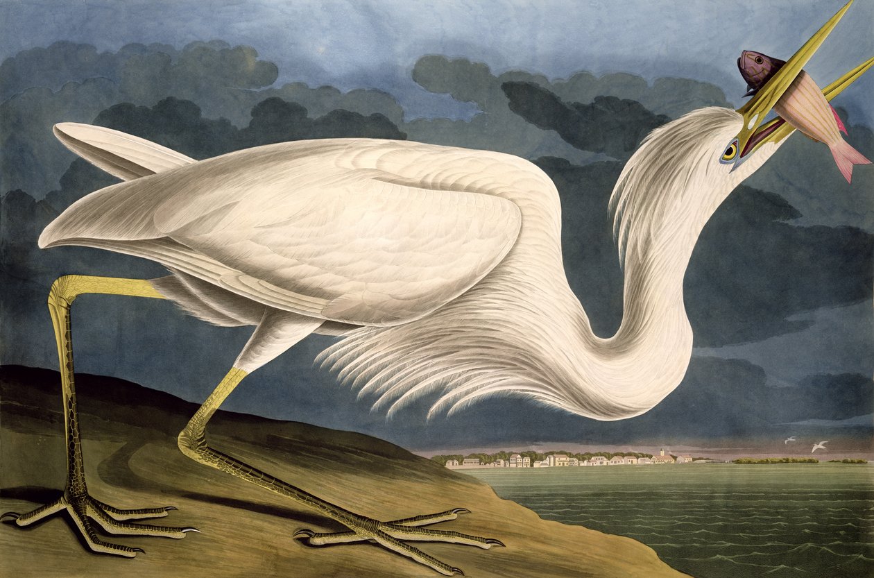 هيرون الأبيض العظيم ، من "طيور أمريكا" ، نقشه روبرت هافيل (1793-1878) 1835 بواسطة جون جيمس أودوبون