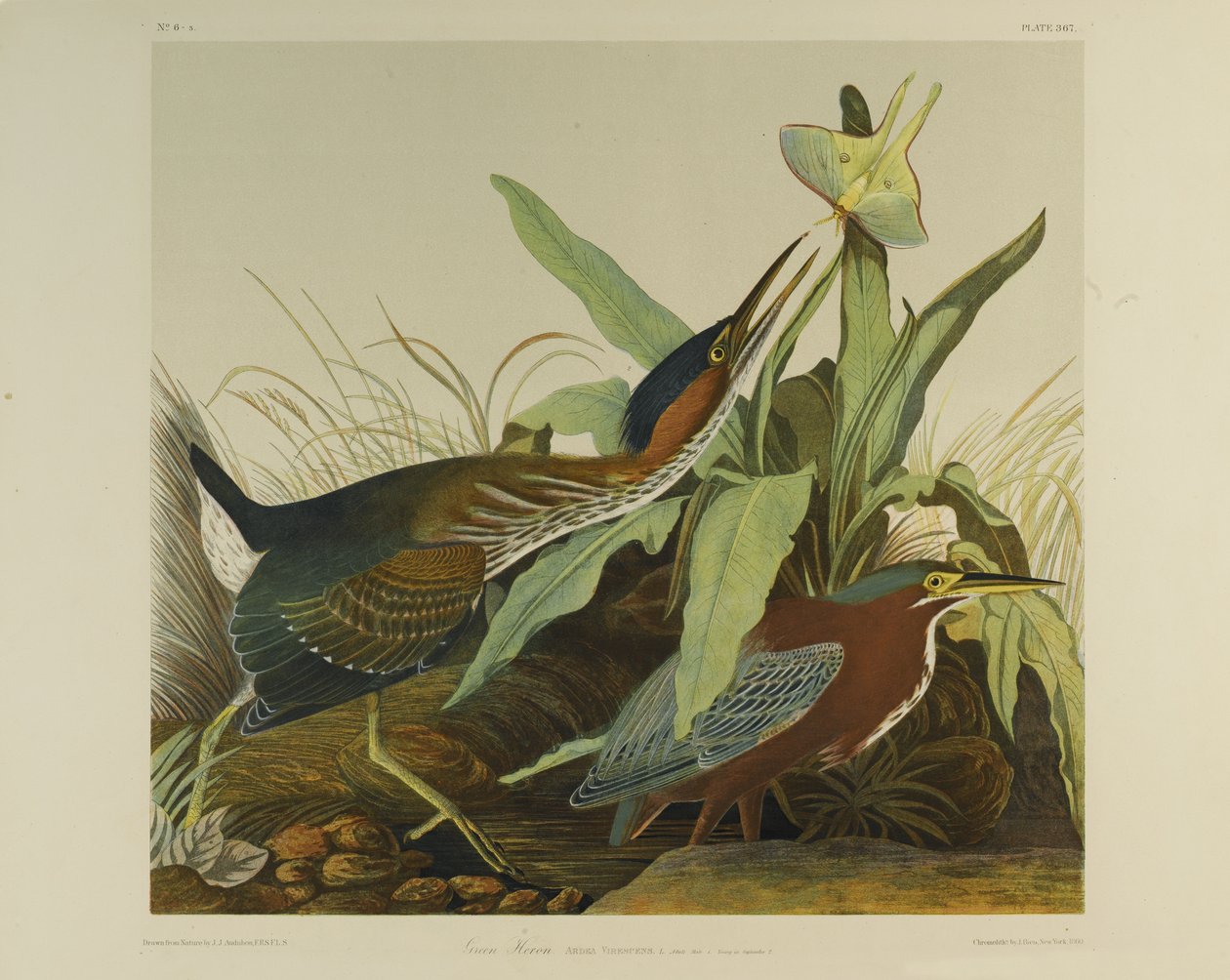 Green Heron ، طبعه Julien Bien ونشره Roe Lockwood & Son ، 1861 (chromolithograph) بواسطة جون جيمس أودوبون