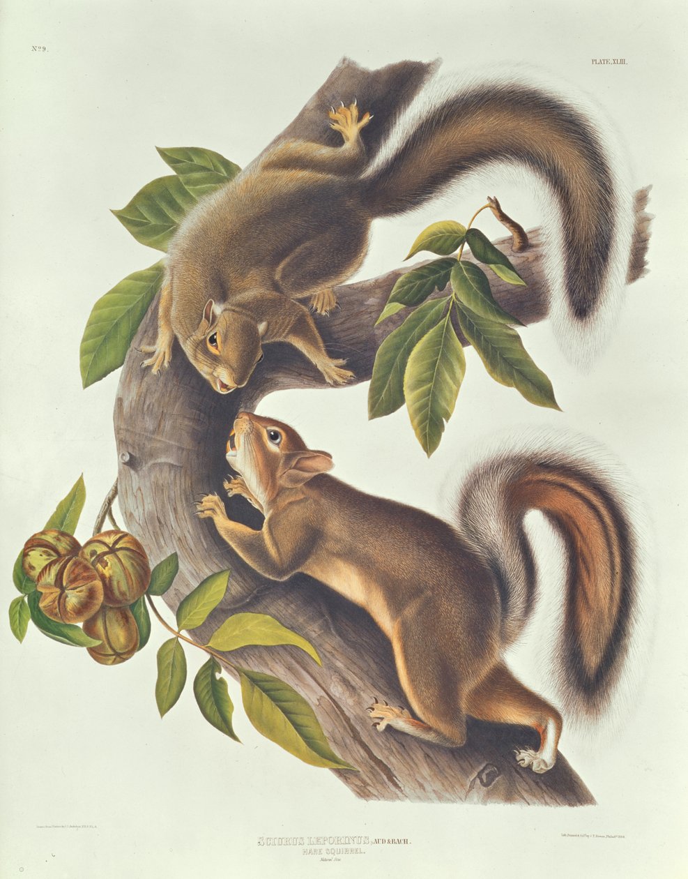 أرنب السنجاب (Sciurus Leoporinus) بواسطة جون جيمس أودوبون