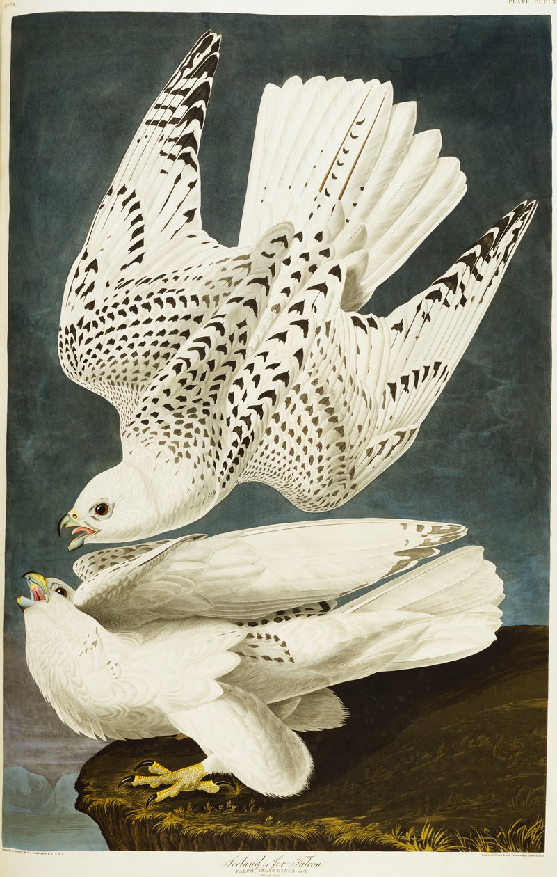 أيسلندا أو جير فالكون. Gyrfalcon بواسطة جون جيمس أودوبون